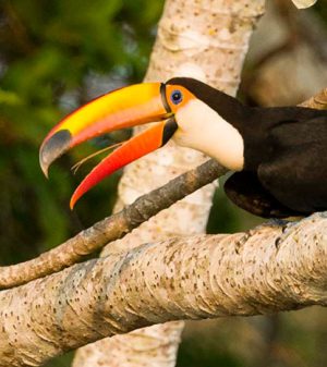Brazil Pantanal Highlights