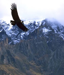 Peru Colca Highlights