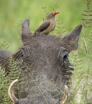 Etosha National Park Highlights