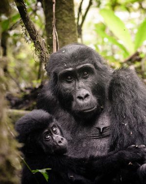 Bwindi Impenetrable Forest And Its Gorillas Highlights
